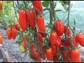 Сорта томатов для теплиц. Часть 4