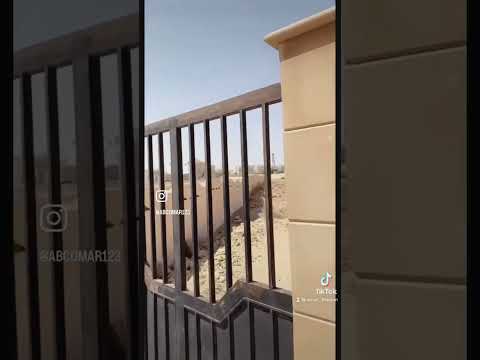 معركة اليمامة ضد مسيلمة الكذاب عمر ذيبان