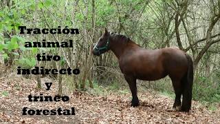 Tracción animal, tiro indirecto y trineo forestal