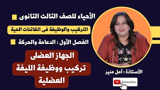 الأحياء للصف الثالث الثانوي |  الجهاز العضلى ـ تركيب ووظيفة الليفة العضلية