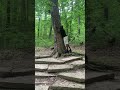 Hug a tree