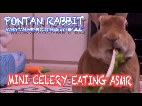 Mini Celery Eating ASMR｜ミニセロリを食べる咀嚼音 #058