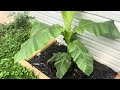 Musa Basjoo Banana Planted In The Ground In Ohio And Gran Nain In Containers