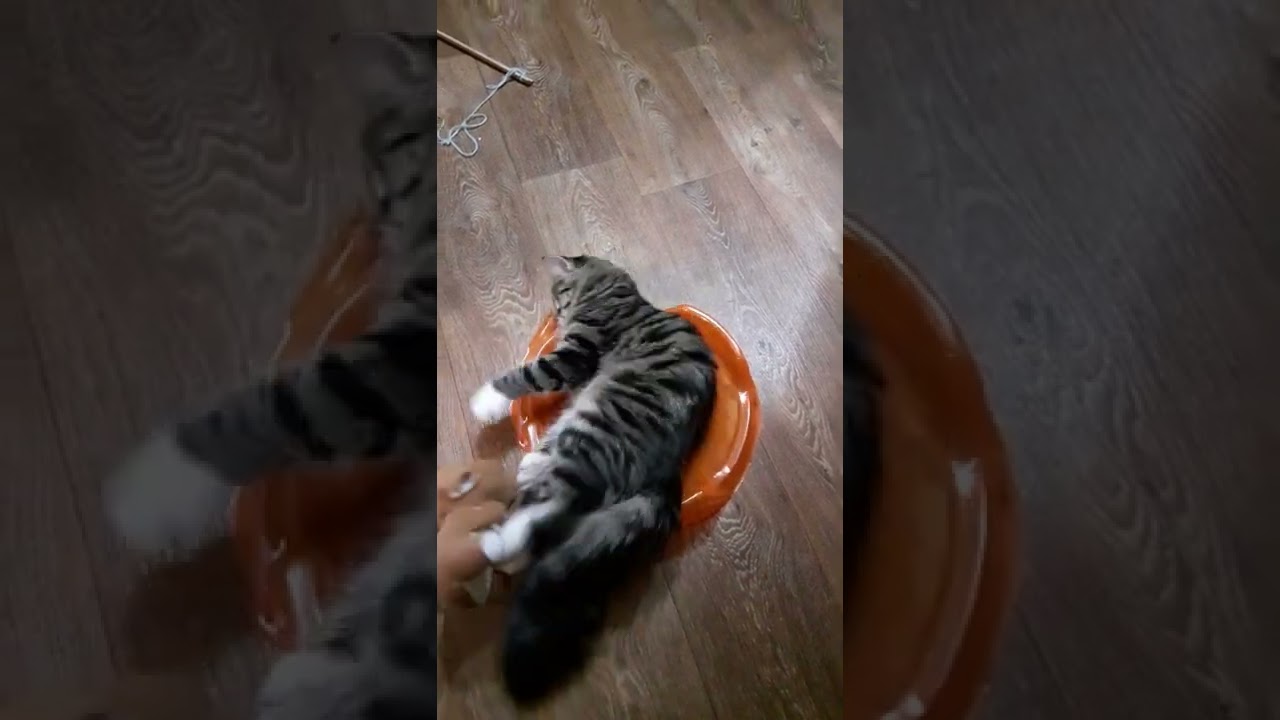 Oskar Foresthunter и игрушка