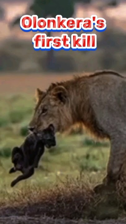 Lineage of Hyena's Killers !#lion #viral #shorts #massaimara #