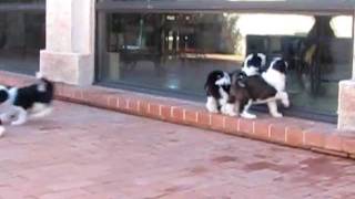 Puppies 034.AVI
