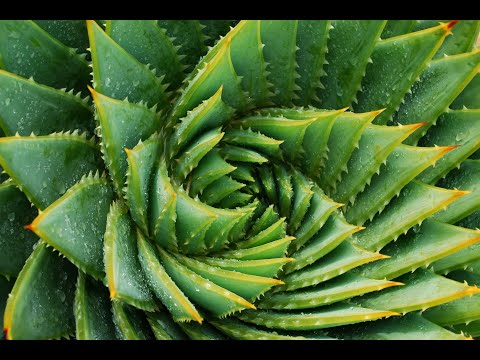 Video: Čo znamená botanický odvodený?