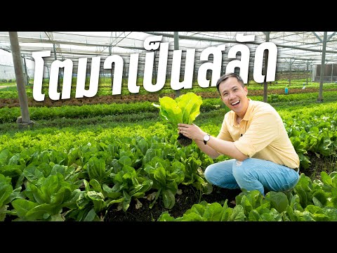 วีดีโอ: ชาวไร่หน้าต่าง สวนผัก – การปลูกกล่องใส่ผักในสวน