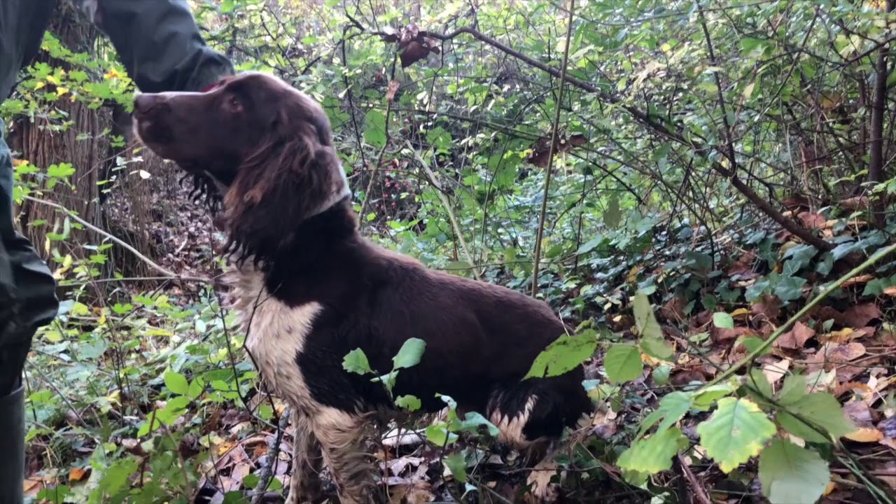 Truffle hunting in Emilia Romagna YouTube