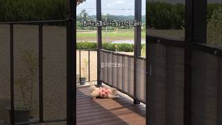 몰래보는게 더재밌는법 #은돌이 #강아지 #애견영상 #cutedog #포메라니안 #강아지브이로그 #pets #cute #애견