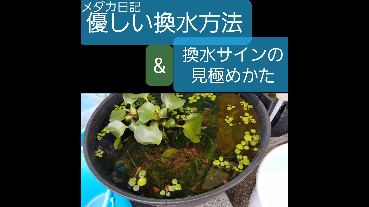 メダカ日記 優しい水換え方法と水を換えるタイミング Youtube