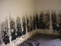 Expert Mold Remediation Seminole FL (727) 877-1011 TampaBayMold.net