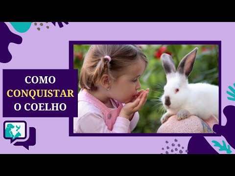 Vídeo: Como se relacionar com seu coelho