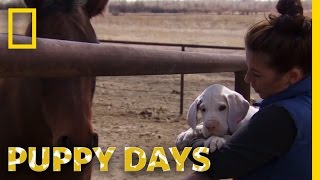 A Country Pup | Puppy Days