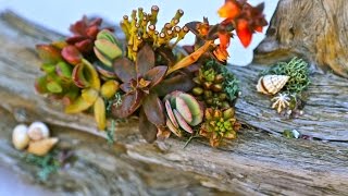 How to Make Beautiful Succulent Driftwood Designs