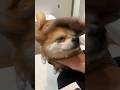 念願の…！