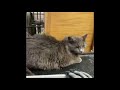 Cat attacks or cute loving cat   cute cats 😻😊 sweet loving cats full funny pets #short