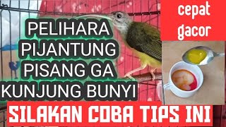 TIPS MERAWAT PIJANTUNG PISANG AGAR CEPAT GACOR