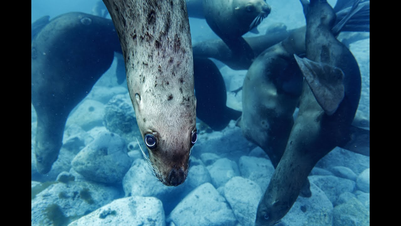 Дайвинг с сивучами. Остров Монерон (Сахалинская область) - YouTube