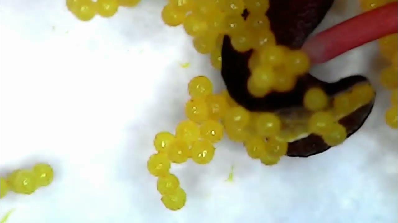 What does pollen grain look like under microscope? Amazing Video YouTube