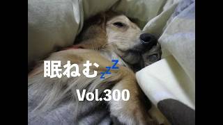 眠ねむ💤 Vol.300 #ダックス #ミニチュアダックス #デカチュアダックス#北斗 #ヘルニア #ヘルニア犬#ハンセン1型 #半身不随 #車椅子 #車いす #車イス #ポチの車イス #犬