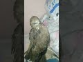 حدايه سوداء كبيره ياريت الاشتراك 