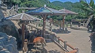 Preview of stream Awaji Island Monkey Center