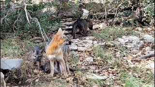 Part 4 - Gray Mother Fox Moved Baby Foxes - Texas Hill Country - Canyon Lake, TX by questmatrix 80 views 1 year ago 7 minutes, 12 seconds