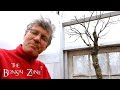 Pruning my American Elm Bonsai, The Bonsai Zone, Mar 2020