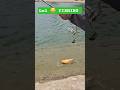 monster fish #fishing #fish #shorts #short #shortsfeed #youtubeshorts #subscribe #usa #india #love