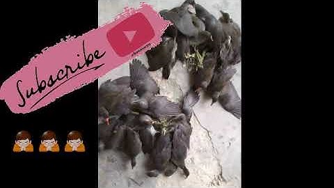 Suara burung mandar batu mp3 mantap