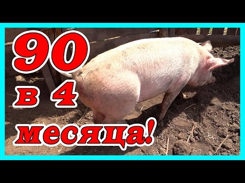 ТВОЯ СВИНЬЯ МОЖЕТ БОЛЬШЕ !!! Вес поросят в 4 месяца на дешёвом корме.