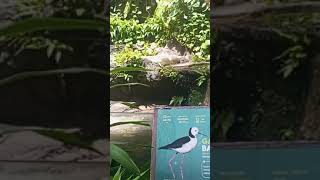 Download Lagu Unik 😳burung gagang bayam 👀🐦⁉️‼️‼️ #unik #viral #fypage #zoo MP3