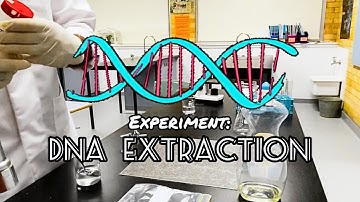 How to extract DNA from a banana at home!