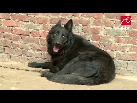 فيديو: قائمة التحقق من آداب الكلب الخاصة بك لوجود الكلاب في العمل