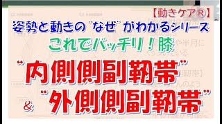 姿勢と動きの“なぜ”がわかるシリーズ、これでバッチリ！膝“内側側副靭帯”＆“外側側副靭帯”