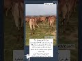 90 بقر بلدي مراح تم البيع