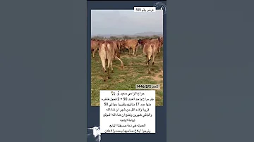 90 بقر بلدي مراح تم البيع 