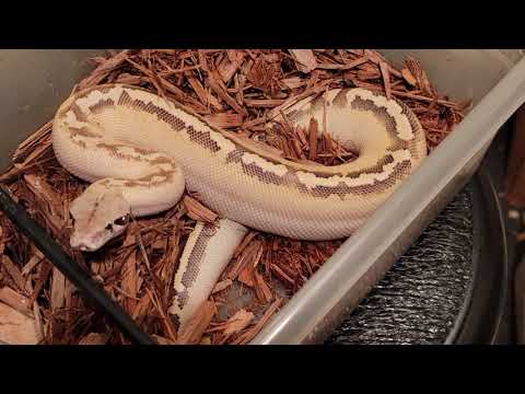 Blood Python Male Ivory 20IB01 Feb 2021