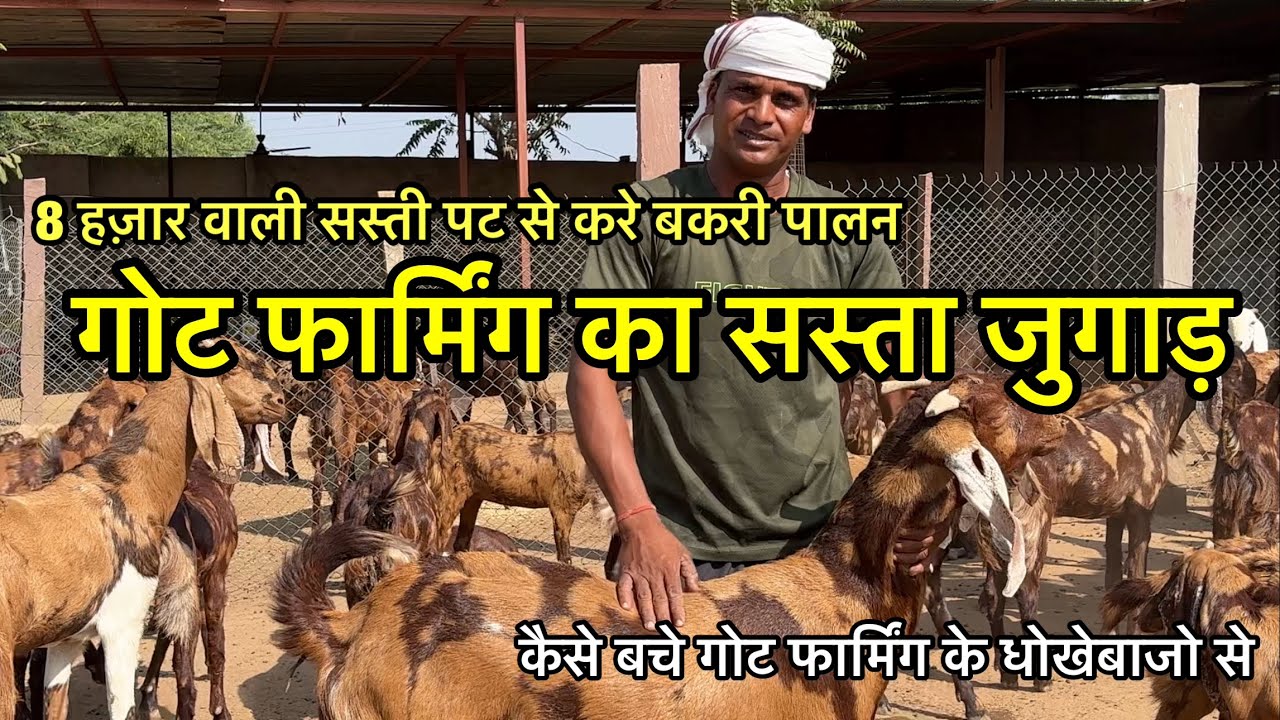 बकरी पालन का सस्ता जुगाड़ सस्ती पटसे करे गोट फार्मिंग | visit rajasthani village goat farming