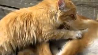 Кошка и собачка прикол любовная история! Кошка и собачка прикол любовная история!