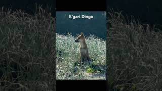 Fraser Island Dingo #fraserisland #dingo #kgari #livingmydreamzz