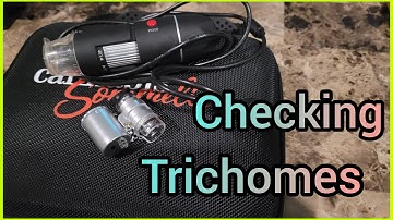 Checking Trichomes - The Friendly Grower