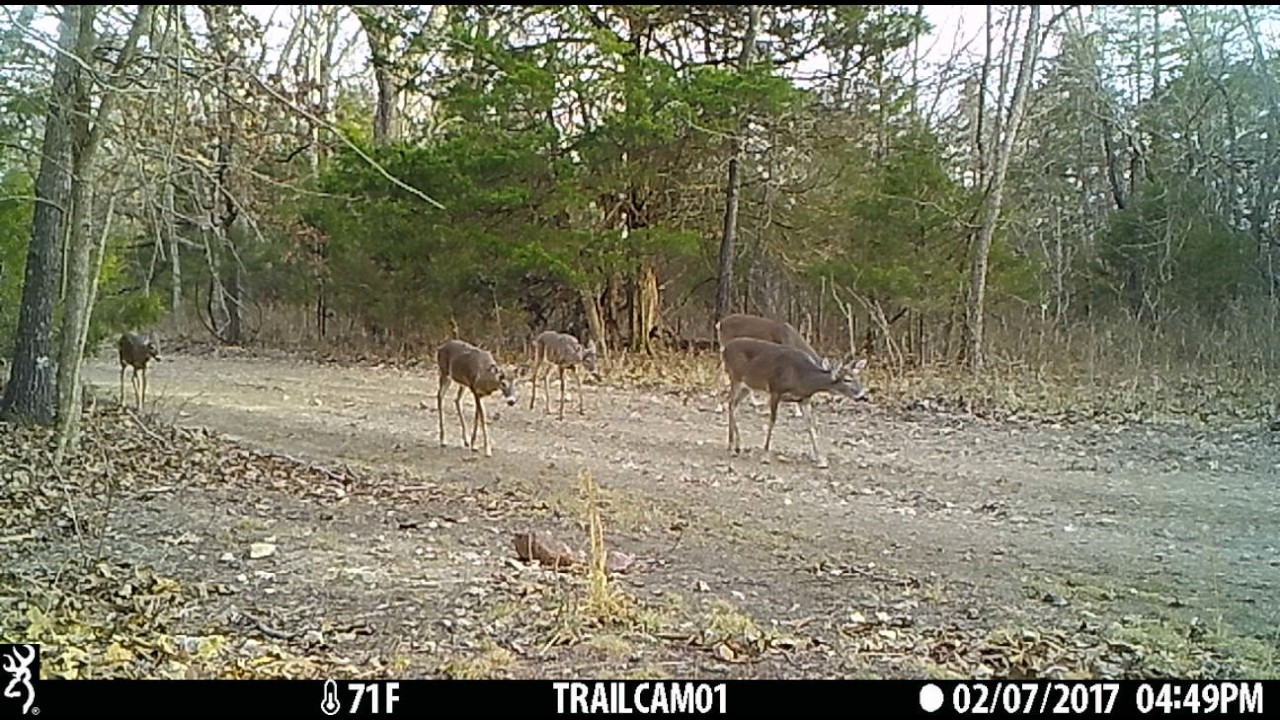 browning strike force hd apex trail camera