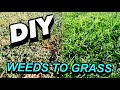 HOW TO TURN WEEDS INTO GRASS