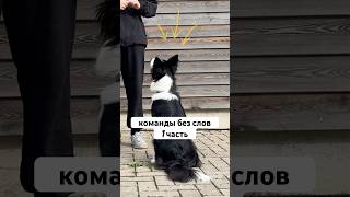 Собака выполняет команды, а мне нельзя говорить #бордерколли #окки #челендж #собака #дресировка