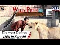 The most Trained LION | Wild Pets with Aun 20th October 2019