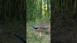 Download Lagu 30 November 2024 MP3