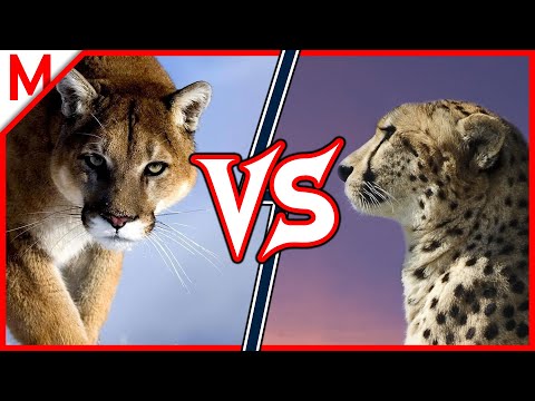 Cougar vs Cheetah | ANIMAL BATTLE 