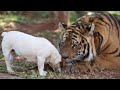 Tiger Playing with Dog Videos Compilation - Fearless Dogs Playing with Tiger - Tiger vs Dog vs Tiger